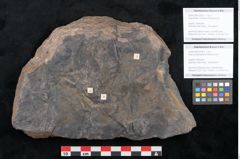 Foto (Objekt + Etikett) von Casuarinites cretaceus Ettingshausen (NHMW-GEO-2024-0188-10236a)